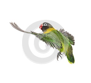 Yellow-collared lovebird flying, isolated