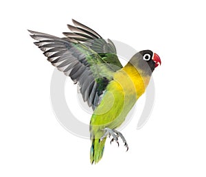 Yellow-collared lovebird flying, isolated photo