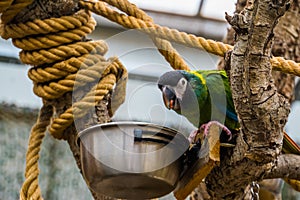 Yellow collared macaw parrot eating from a bowl, pet care in aviculture, popular colorful bird from brazil