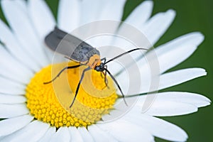 Yellow-collared Scrape Moth on Flowering Chamomile, Whitby, Ontario