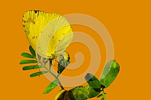 A yellow color butterfly sitting on green leaves