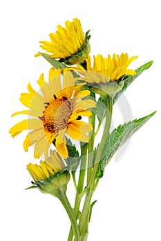 Yellow color curved summer June garden mini sunflowers with b