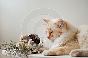 Yellow color cute Ragdoll cat sit on table look down to flowers,sleepy face, light background