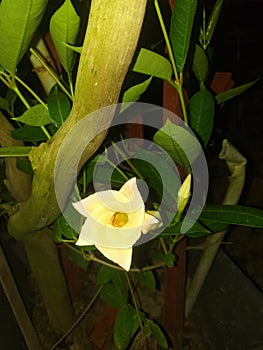 Yellow color flower in a artificial pot