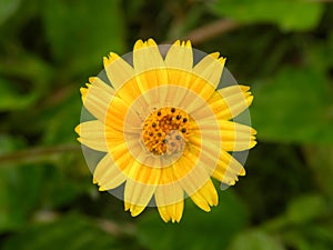 Yellow color flower of Melampodium Paludosum, Million Gold plant