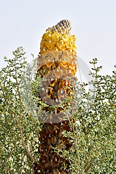 Yellow color of flowers in the desert in March