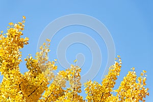 Yellow Ginkgo tree leaf on clear blue sky background