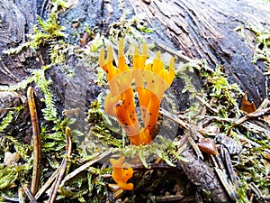 Yellow stagshorn or Calocera viscosa photo