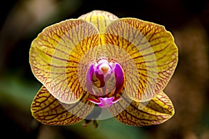 Yellow color orchid head close up