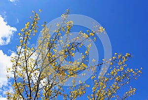 Yellow Palo Verde flowering tree and the blue sky photo