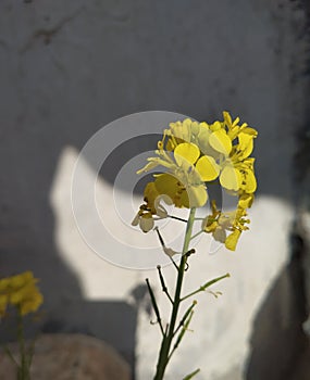 Yellow color plant beautiful flowers