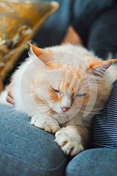 Yellow color ragdoll cat sleeping on sofa with woman`s leg