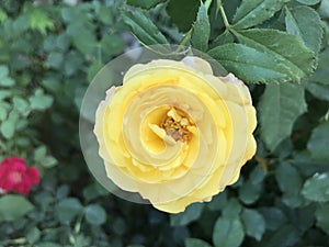 Yellow color rose flower with leaves in the garden