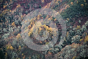 The yellow color of some birch trees persists in the already winter landscape in November