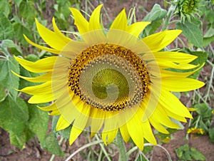 Yellow color Sunflower, Helianthus annuus
