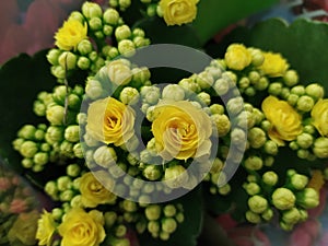 Yellow color wildflower in garden in pot, flower bouquet