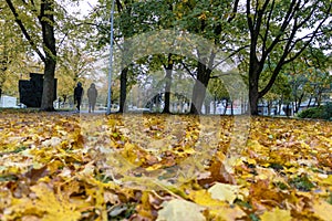 Yellow colored autumn maple leaves on ground with green tree blurred background