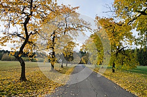 Yellow colored autumnal alley with tarmac road