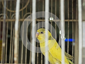 Yellow-colored budgerigar in the cage that appears among the cage tails