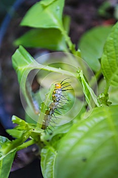 Yellow colored caterpillar on a leaf