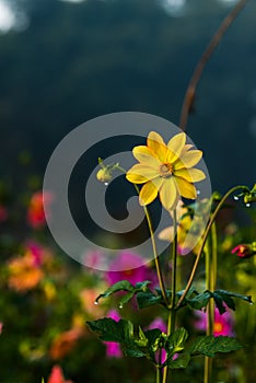 Yellow colored Dahlia coccinea with morning dew on petals