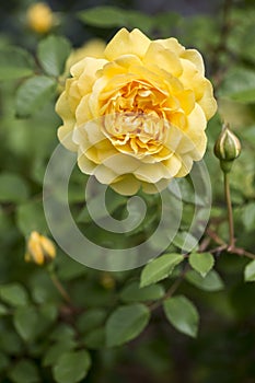 Yellow Colored English Rose