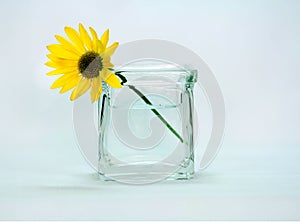 A yellow colored flower in a vase.
