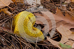 Yellow colored Fuligo septica or dog vomit slime mold, it is supposed to be edible and sometimes eaten in Mexico photo