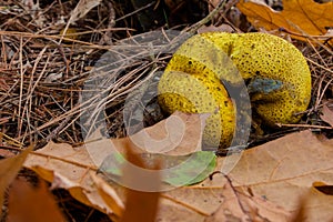 Yellow colored Fuligo septica or dog vomit slime mold, it is supposed to be edible and sometimes eaten in Mexico photo
