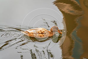 Yellow colored Mallard female Duck swims in the pond. Animal polymorphism