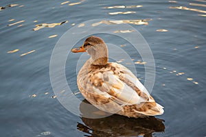 Yellow colored Mallard female Duck swims in the pond. Animal polymorphism