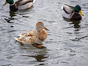 Yellow colored Mallard female Duck swims in the pond. Animal polymorphism