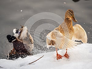 Yellow colored Mallard female Duck on the white snow background. Animal polymorphism