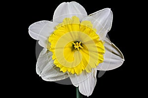 Yellow colored Narcissus or daffodil against a black background.