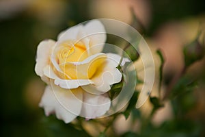 Yellow colored rose