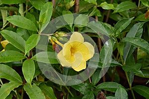 Yellow Colored Tecoma Flower
