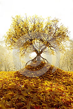yellow-colored tree with roots standing on a pile of leaves