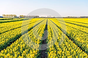 Yellow colored tulip flowers in long converging flower beds at a