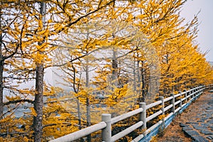 Yellow colorful autumn pine trees, view from Fuji Subaru Line 5th Station, Japan.