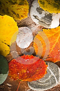 Yellow and colorful fallen down leaves
