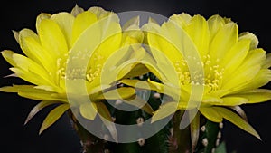 Yellow Colorful Flower Timelapse of Blooming Cactus Opening