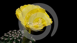 Yellow Colorful Flower Timelapse of Blooming Cactus Opening