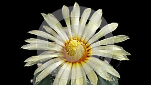 Yellow Colorful Flower Timelapse of Blooming Cactus Opening