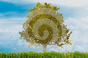 yellow colorful oak tree with grass and blue sky