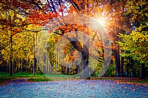 Yellow colors in autumn park. Landscape of colorful trees in central park. Scenery autumn at sunset. sun rays through branches.