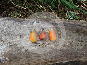 Yellow colour big round seeds in the Green leaf.The Indian beautiful Yellow color seeds