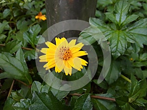 Yellow colour big round seeds in the Green leaf.The Indian beautiful Yellow color seeds