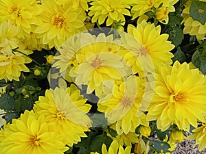 Yellow colour Bumblebee Dalia Daisy flower spring fresh flourishing green