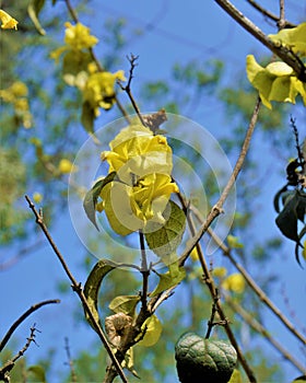 Yellow colour Chinese hatplant flower. Botanical name is Holmskioldia sanguinea