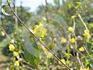 Yellow colour Chinese hatplant flower. Botanical name is Holmskioldia sanguinea